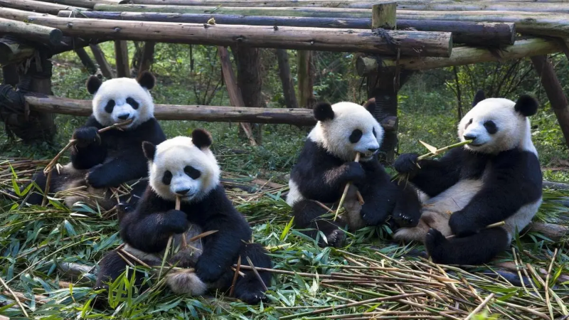 685a344128e7f.png 成都熊猫.png