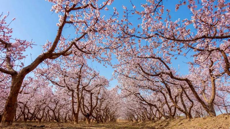 685b5472ed726.jpg 杏花.jpg