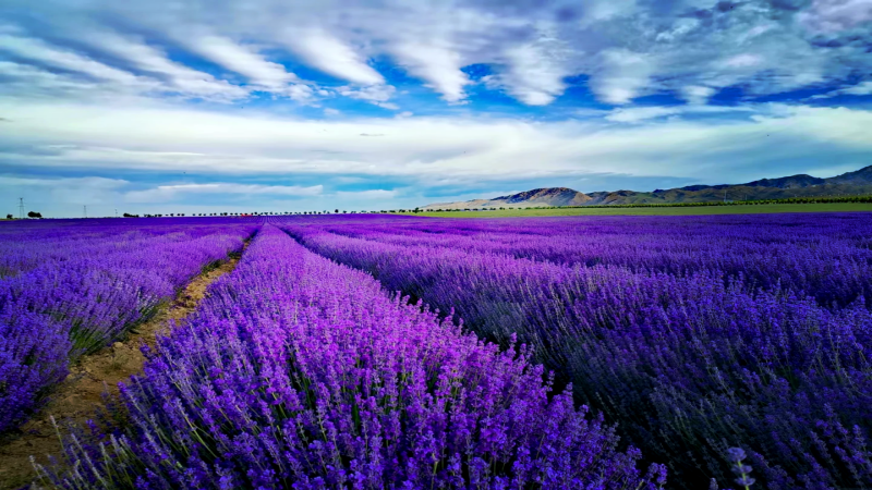 685b59196d2c3.png 薰衣草.png