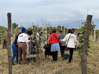 685cffe308dfb.png 葡萄.png