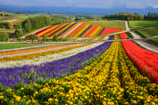 6864f475ab06c.png 美瑛町.png