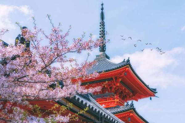 68675347c8547.png 京都樱花.png