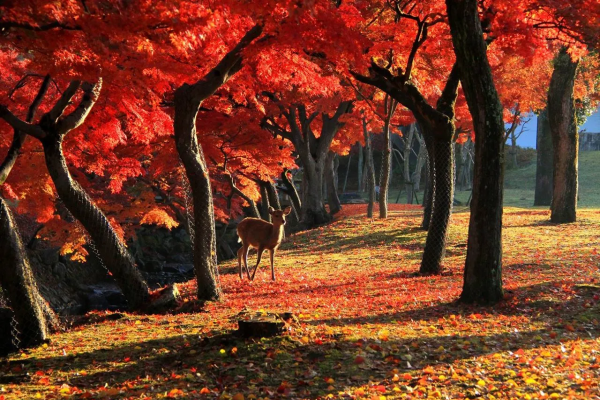 68679f10bee50.png 奈良.png